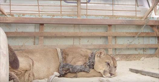 Mountain lion was chained for 20 years, has priceless…