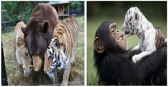 12 Remarkable Inter-species Relationships That Prove Adoption Isn't Just…