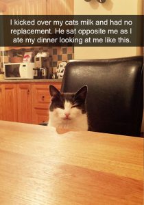 Hilarious cat snapchats