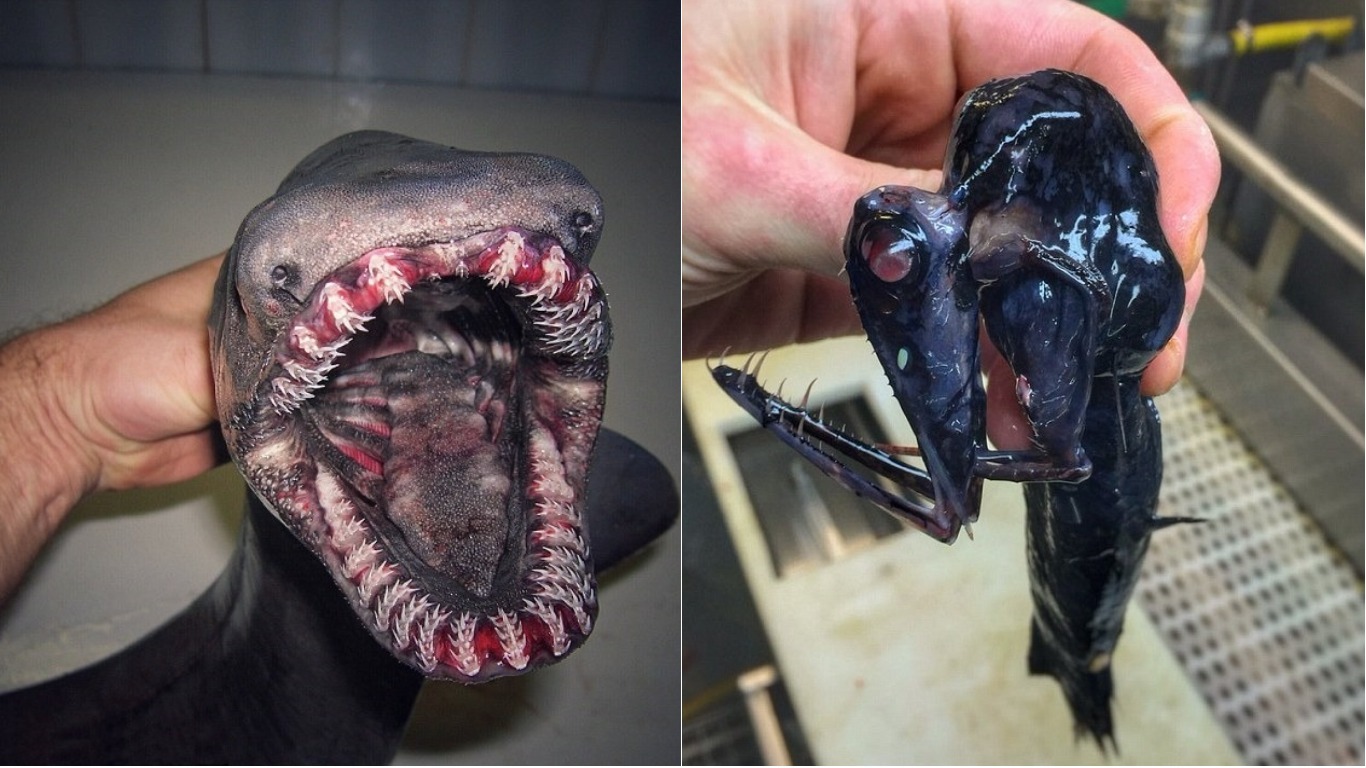 These Might Be The Most Monstrous Deep- Sea Discoveries…