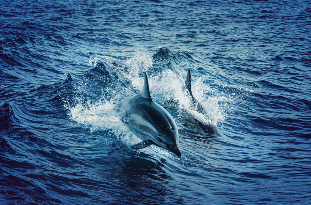 10 Fascinating Facts About Dolphins You Didn’t Know